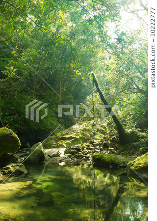 Clear flow of Yanbaru (Okumagawa) 10222777
