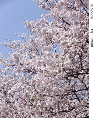 櫻花 櫻花 10222910