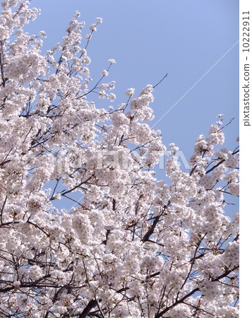 櫻花 櫻花 10222911