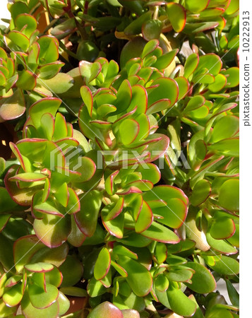 翡翠木 翡翠木 10222913