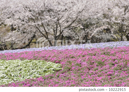 芝和櫻花 芝和櫻花 10222915