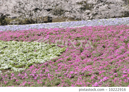 芝和櫻花 芝和櫻花 10222916