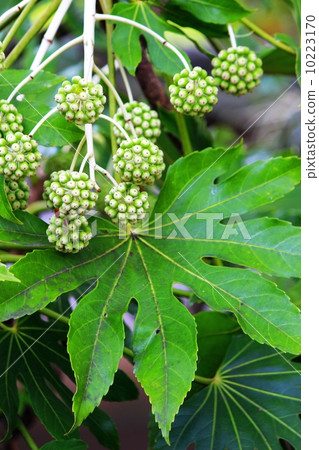 Eighth hand fruit Eighth hand fruit 10223170