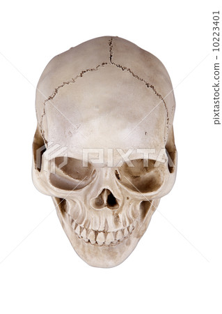 skull skull 10223401