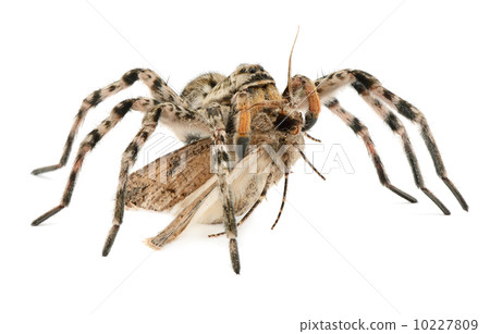 Spider hunting on butterfly Spider hunting on butterfly 10227809