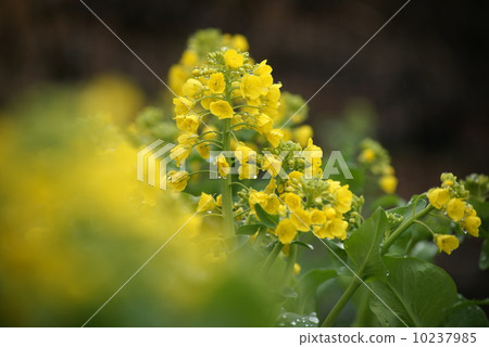 White rape blossoms White rape blossoms 10237985