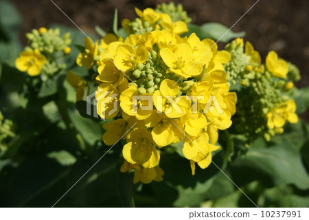 白色油菜花 白色油菜花 10237991