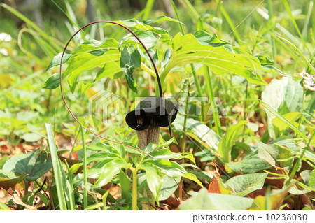 From fishing line (Urasima grass) 10238030