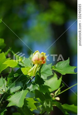 Yuri Tree Illuminoki Flower 10240085