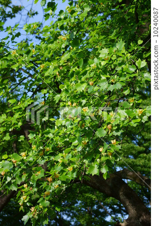 Yuri Tree Illuminoki Flower 10240087