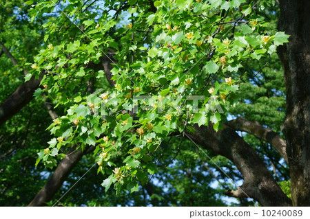 Yuri Tree Illuminoki Flower 10240089