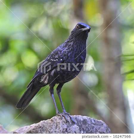 Blue Whistling-Thrush Blue Whistling-Thrush 10247566