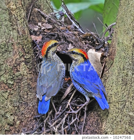 Blue Pitta 10247568