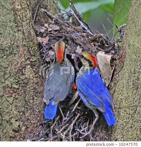 Blue Pitta 10247570