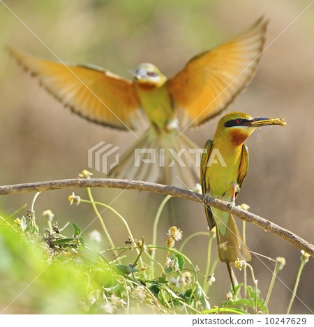 Blue-tailed Bee-eater 10247629