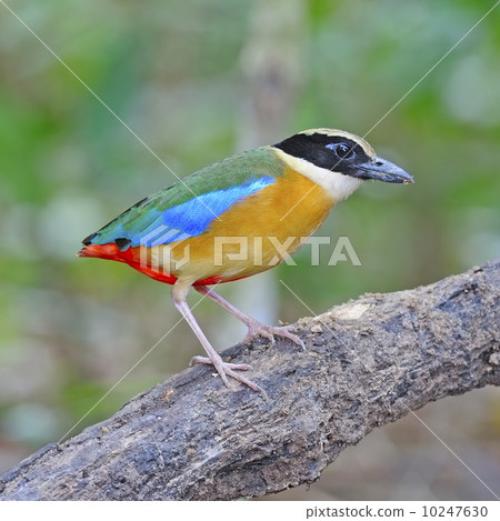 Blue-winged Pitta 10247630