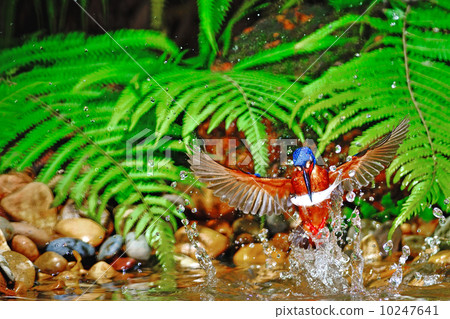 Blued-eared Kingfisher Blued-eared Kingfisher 10247641