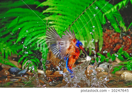 Blued-eared Kingfisher 10247645