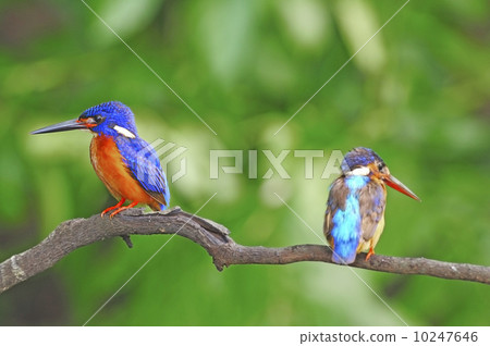 Blued-eared Kingfisher Blued-eared Kingfisher 10247646
