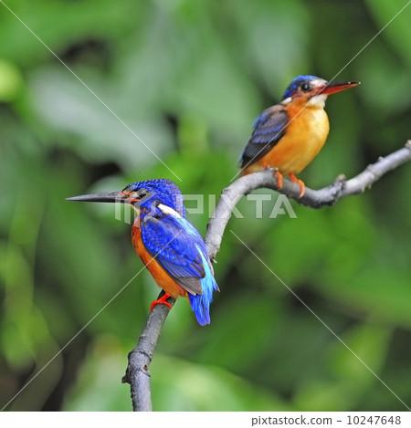 Blue-eared Kingfisher Blue-eared Kingfisher 10247648