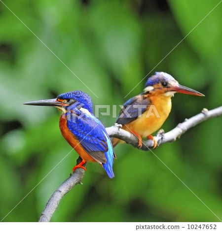 Blue-eared Kingfisher Blue-eared Kingfisher 10247652