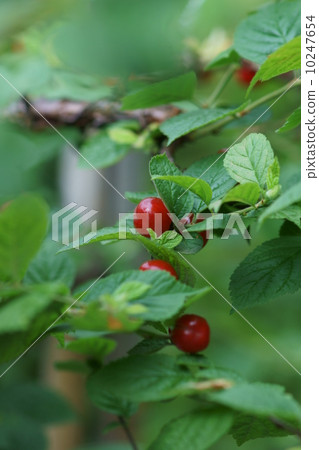 都使用了櫻花，梅花和山櫻花。 10247654