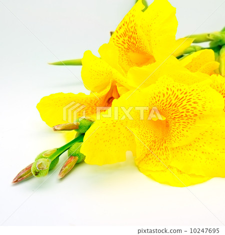 Canna Lily 10247695