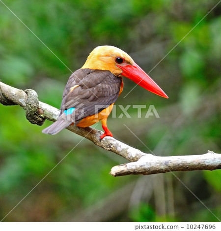 Brown-winged Kingfisher 10247696