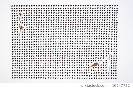 Morning glory seed image Morning glory seed image 10247722