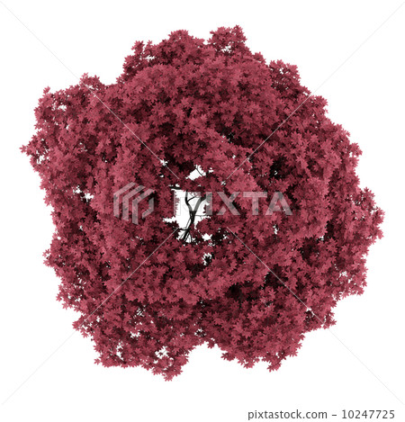 top view of red maple tree isolated on white background 10247725