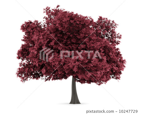 red maple tree isolated on white background red maple tree isolated on white background 10247729