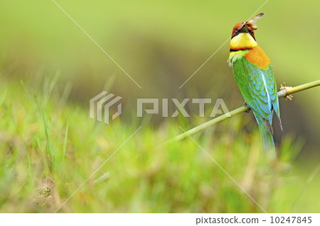 Chestnut-headed Bee-eater Chestnut-headed Bee-eater 10247845