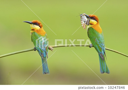 Chestnut-headed Bee-eater Chestnut-headed Bee-eater 10247846