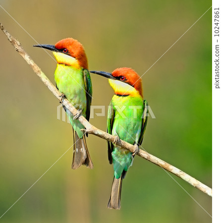 Chestnut-headed Bee-eater 10247861