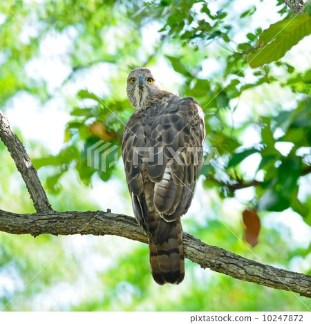 Changeable Hawk Eagle 10247872