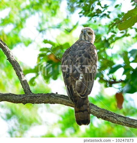 Changeable Hawk Eagle 10247873
