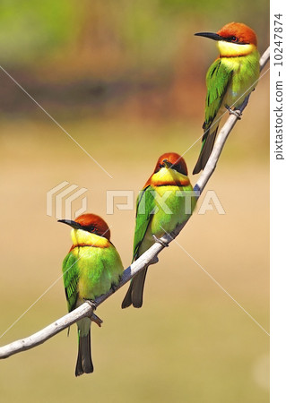 Chestnut-headed Bee eater 10247874
