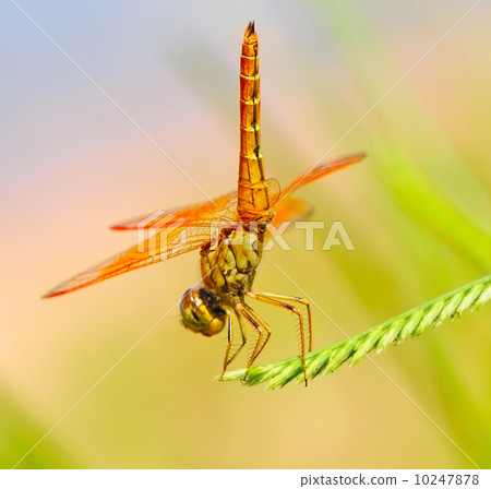 Dragonfly Dragonfly 10247878