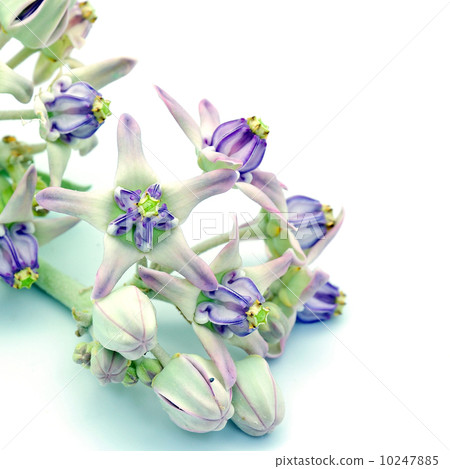 Crown Flower 10247885