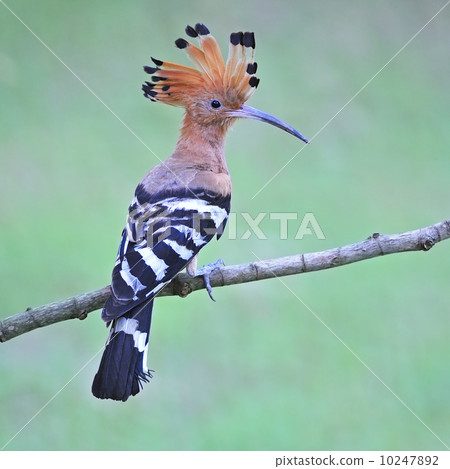 Eurasian Hoopoe 10247892