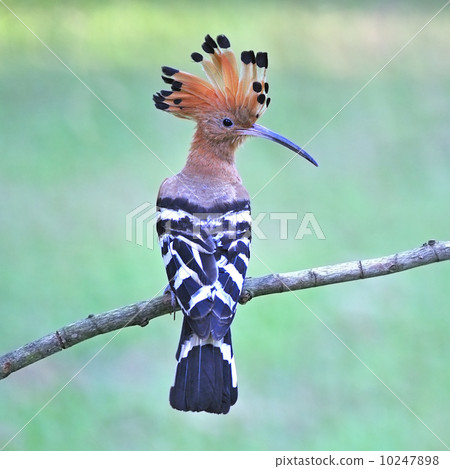 Eurasian Hoopoe Eurasian Hoopoe 10247898