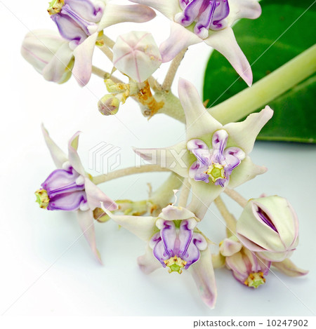 Crown Flower 10247902