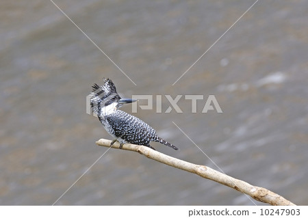 Crested Kingfisher Crested Kingfisher 10247903