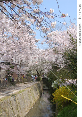Road of philosophy, cherry blossoms Road of philosophy, cherry blossoms 10247930