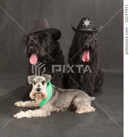 Black Russian Terrier & Schnauzer 10247931
