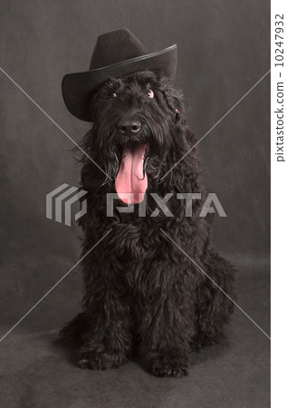 Black Russian Terrier Black Russian Terrier 10247932