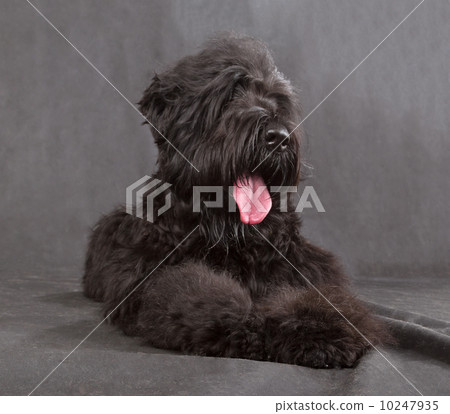 Black Russian Terrier Black Russian Terrier 10247935