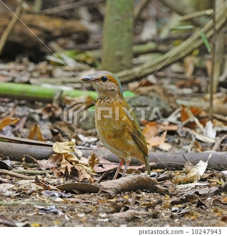 female Blue-rumped Pitta 10247943