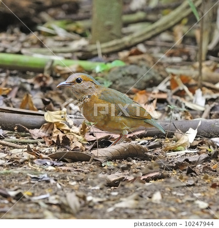 female Blue-rumped Pitta 10247944