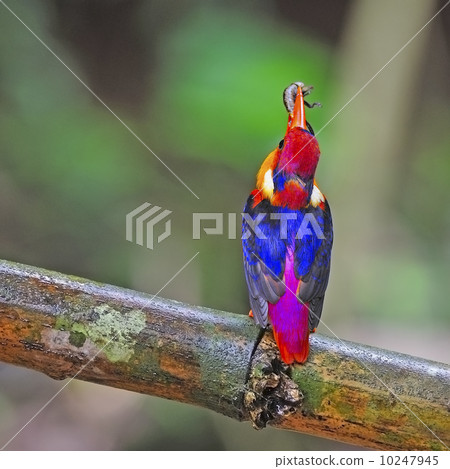 female Black-backed Kingfisher 10247945